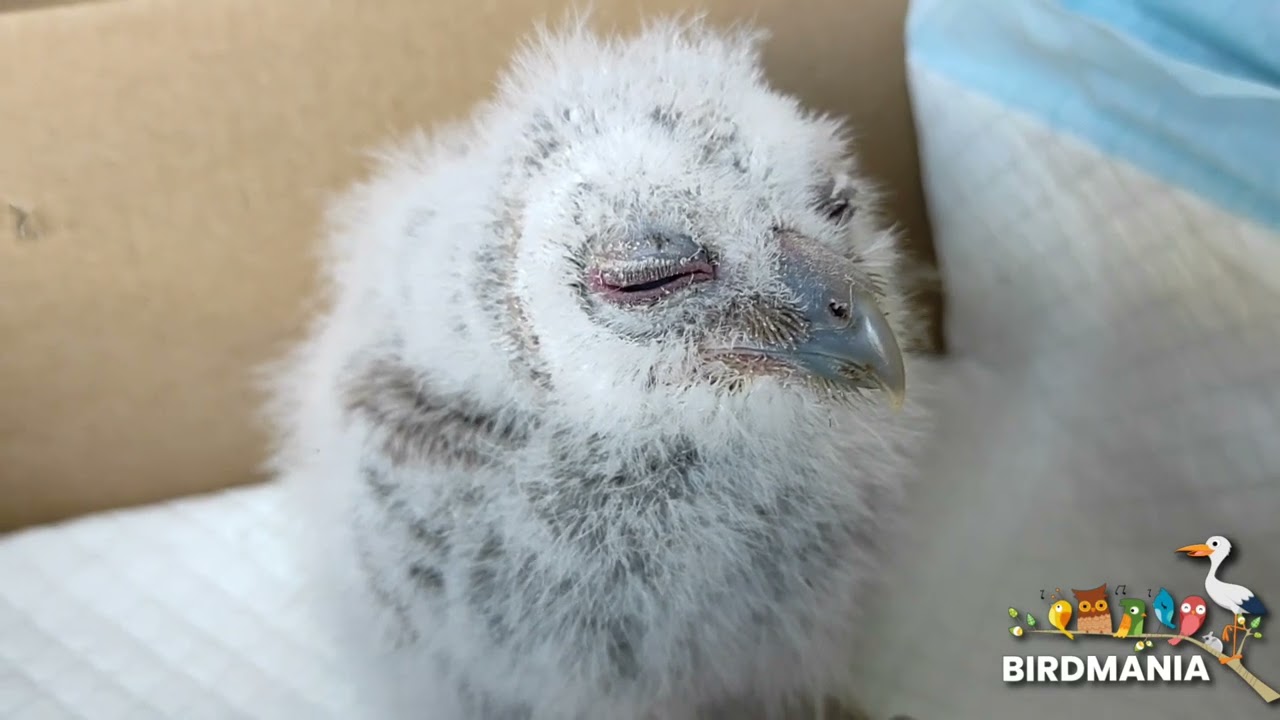 Búcsú a szokolyai kis bagolytól,T3-tól (@BirdMania-Madarpark ) 2024.4.13.