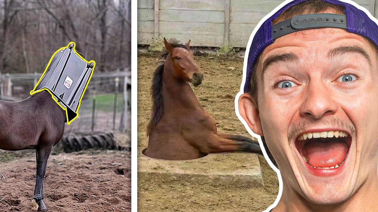 World's Funniest Animal Fails