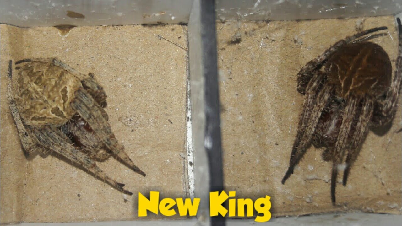 Red and Yellow Jumbo -New King in Town