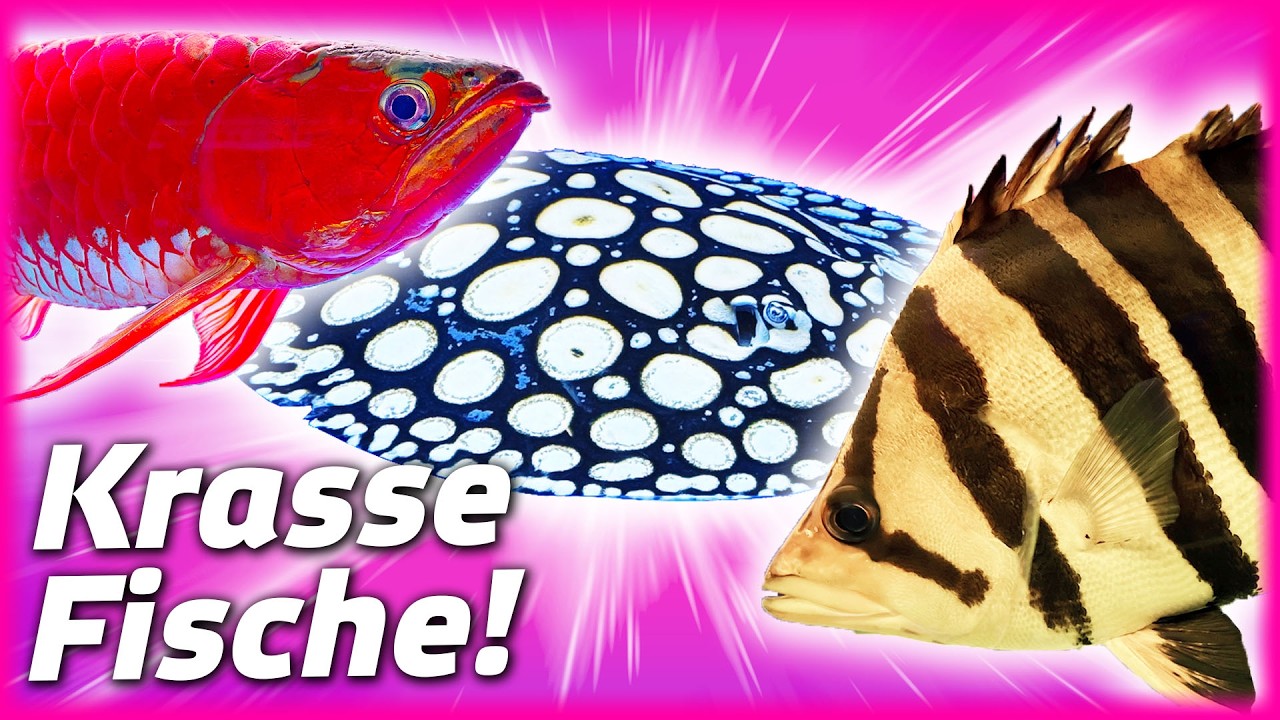 Spektakulär! Rochen, Arowanas und Tigerbarsche in ihrer ganzen Pracht!