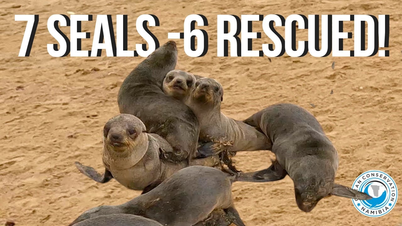 Organised Chaos: 7 Seals Entangled &ndash; 6 Rescued!