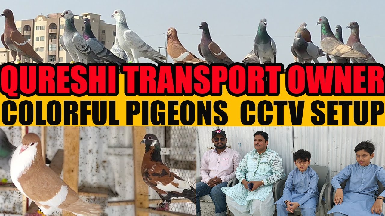 Colorful Pigeon Setup Brother Amir Naveed Owner Qureshi Transport | 200 Pigeons Loft | Tips and CCTV