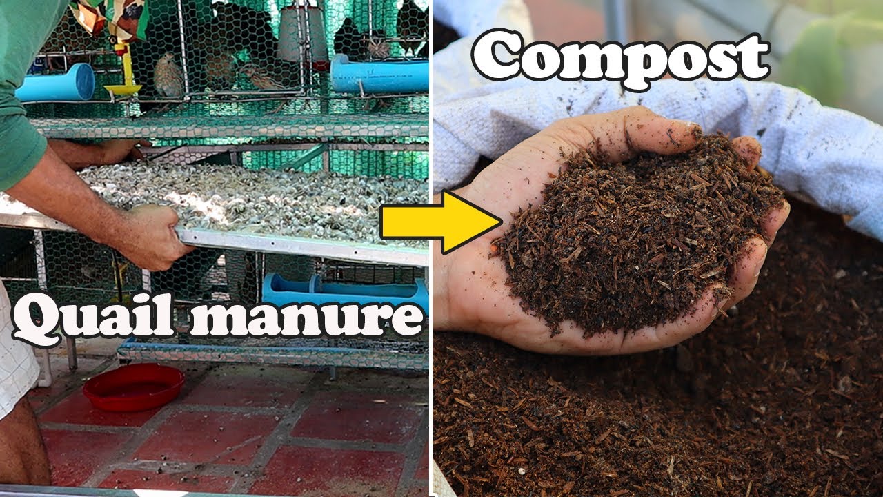 How to make compost from quail manure