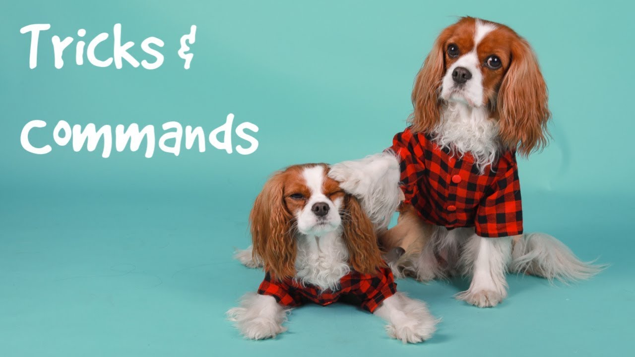 TRICKS THAT MY DOGS KNOW | Dog Tricks and Commands