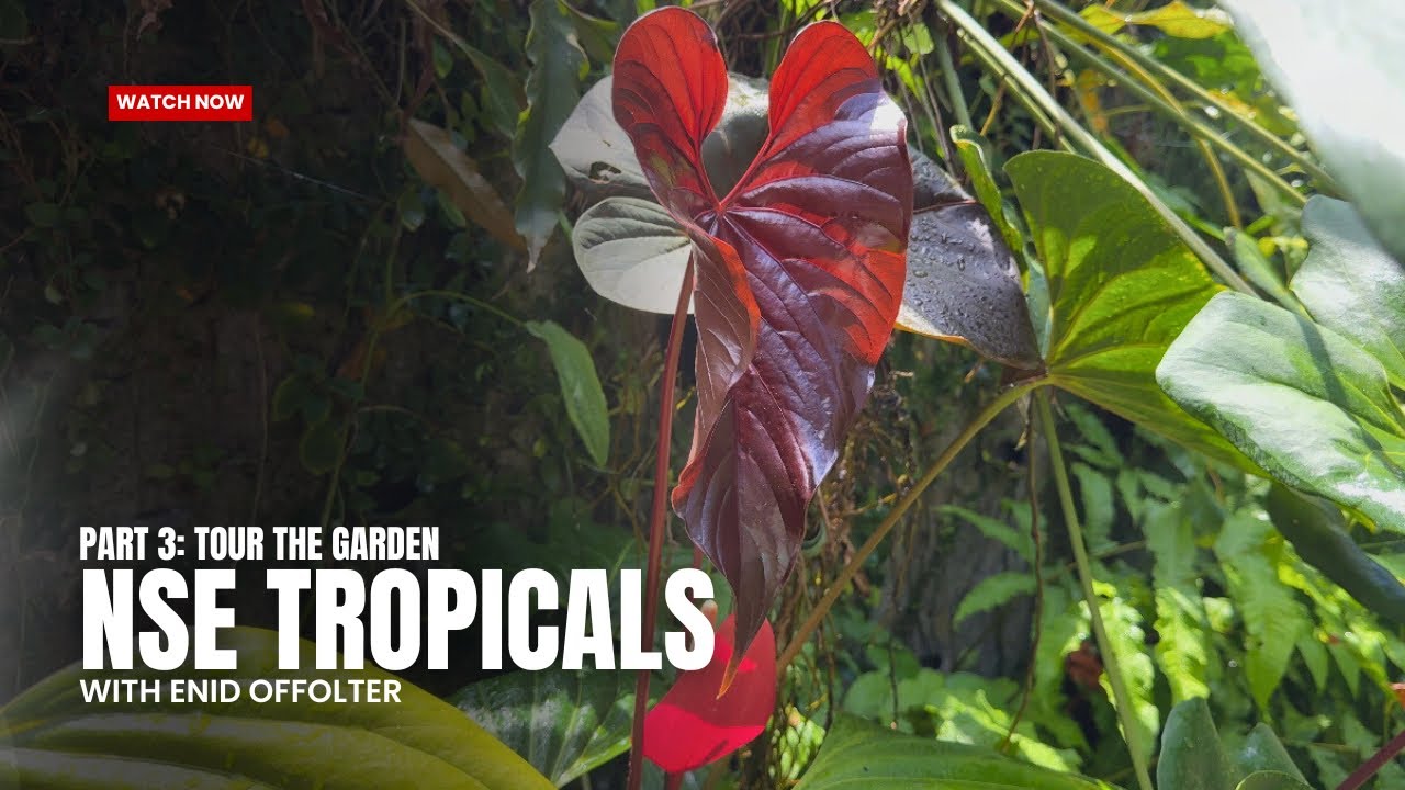 Behind the Scenes at NSE Tropicals: Where Rare Aroids Come From