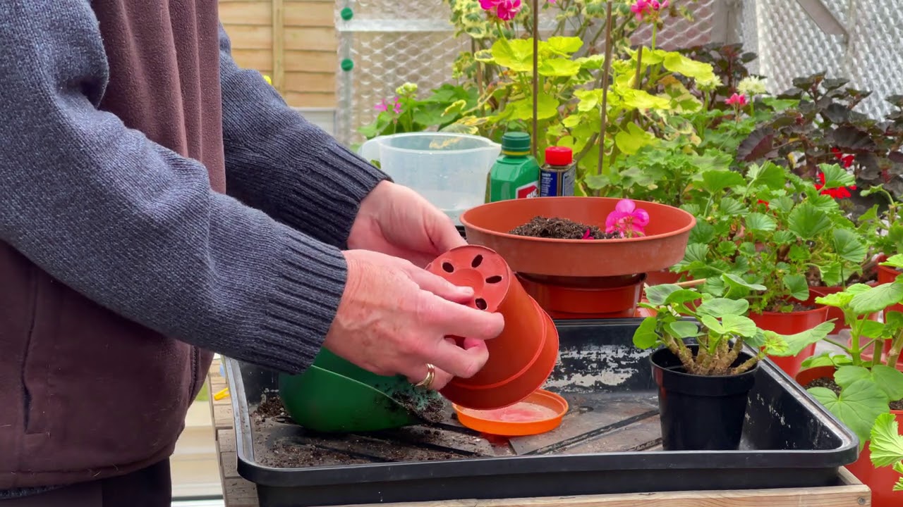 Potting Young Plants on in the Spring