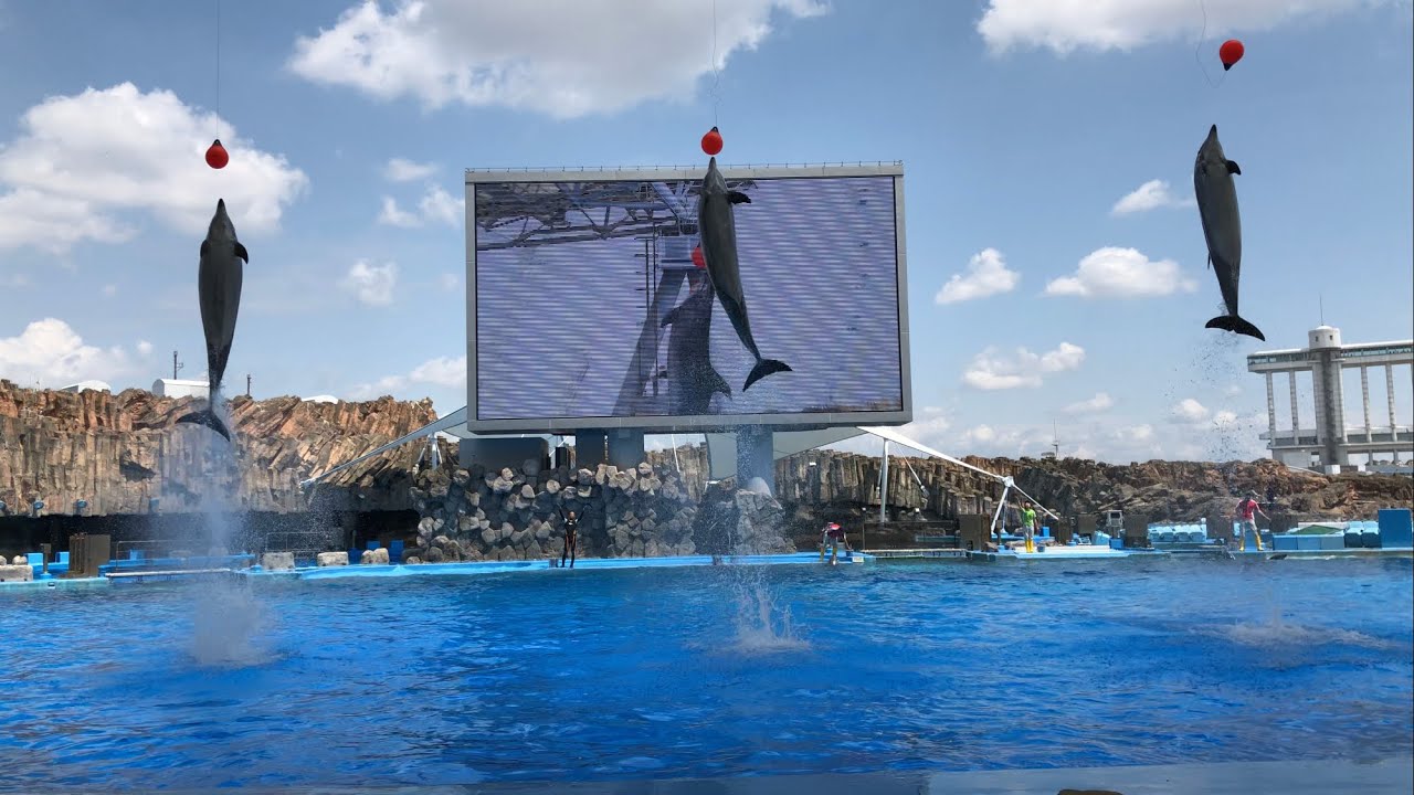 2018/05/06 イルカパフォーマンス【13:00の回】@名古屋港水族館