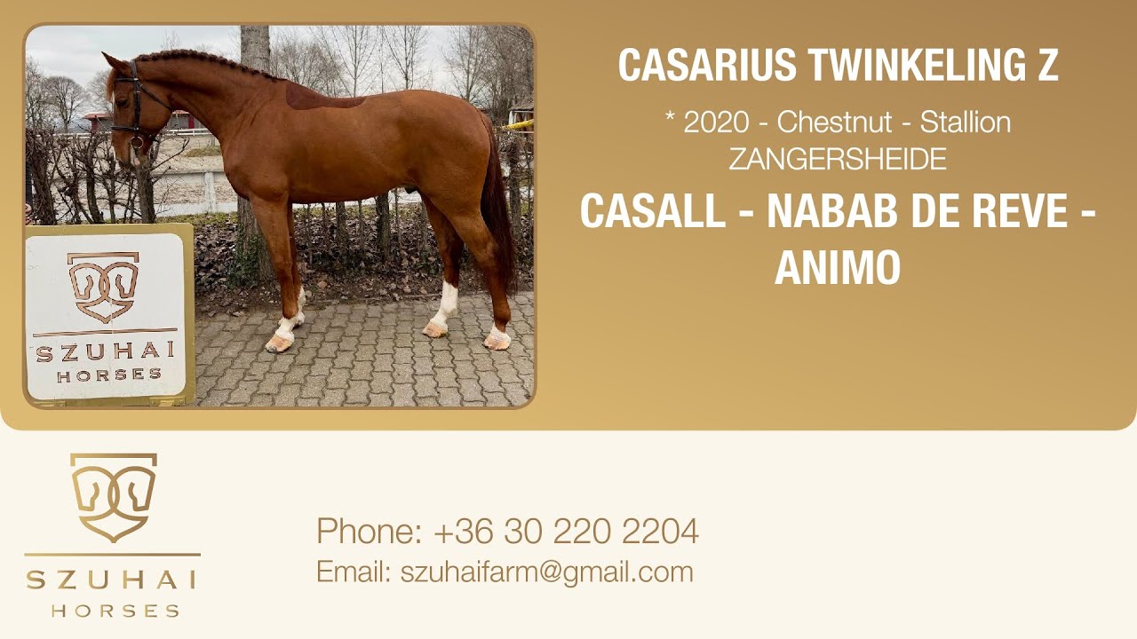 CASALL x NABAB DE REVE 2020 STALLION HORSE FOR SALE