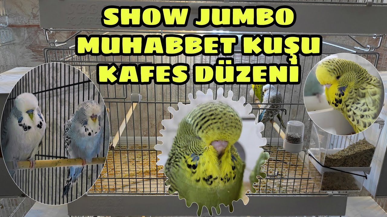 Show Jumbo Muhabbet Kuşu Kafes Detayları