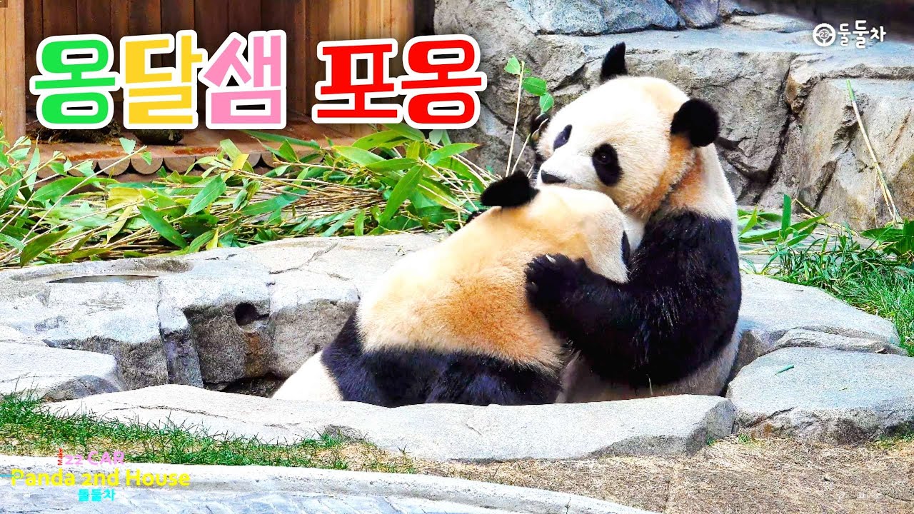 옹달샘에서 포옹으로 세상을 구한다는 루이바오 후이바오