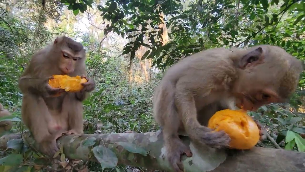 Rainbow and families pigtail enjoy mangoes looks so adorable.