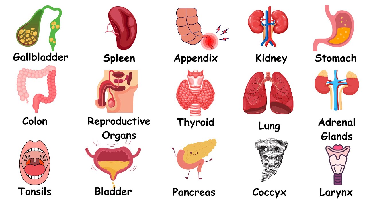 Every Organ You Can Live Without Explained