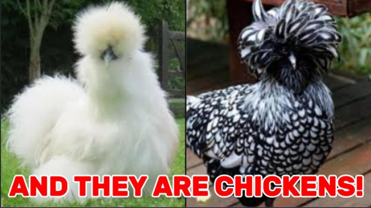 Top 10 Most Beautiful Chicken Breeds of All Time