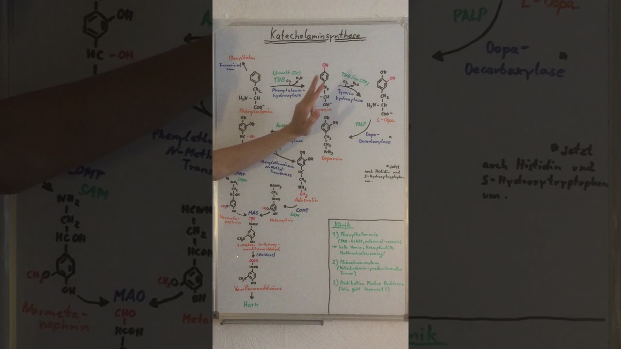 KATECHOLAMINSYNTHESE SCHNELL VERSTEHEN - Biochemie Now