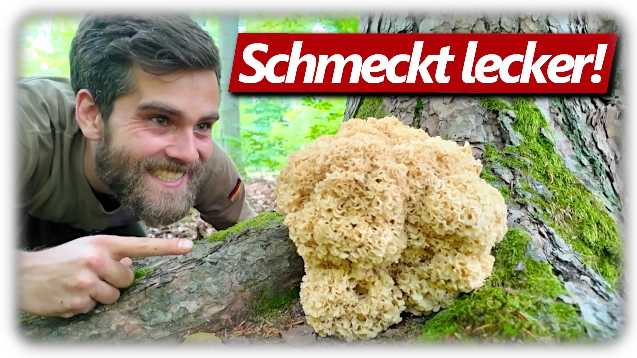 Krause Glucke zubereiten, finden, sammeln, sauber und k&uuml;chenfertig machen mit Rezept