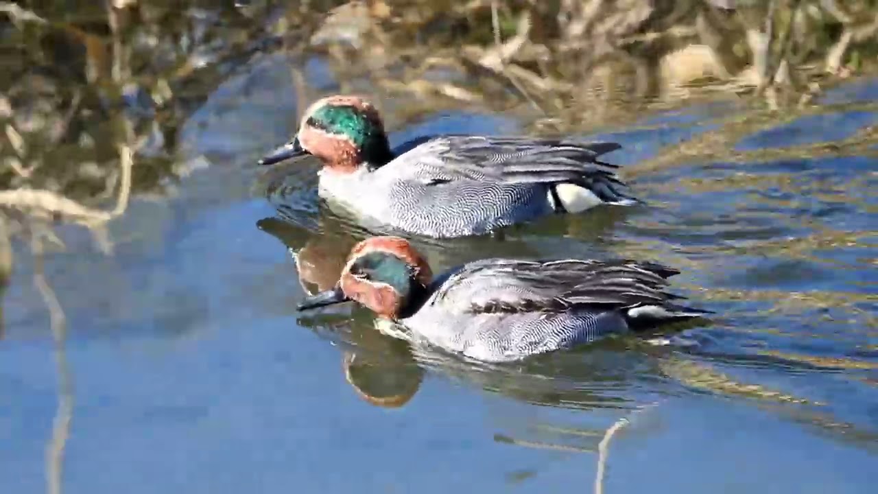 2026年1月12日加茂町！カワウとコガモ達とカイツブリと照れ屋なバン氏！！