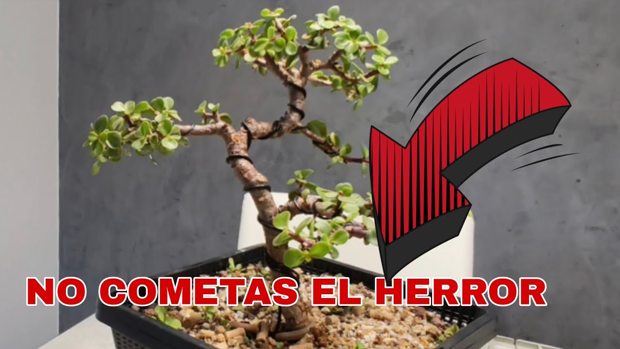 🔴COMO HACER TU BONSÁI DE PORTULACARIA AFRA DESDE INICIO