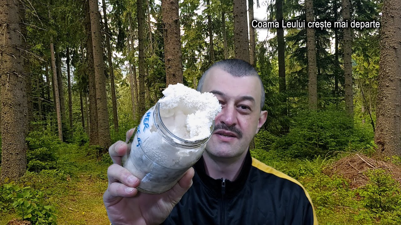 Coama leului creste mai departe in/din borcan #coamaleului #hericium #miceliu