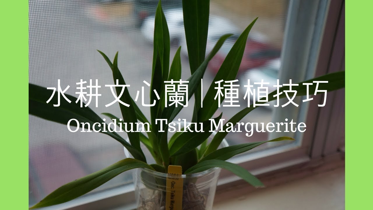 [EN SUB/中文字幕] 蘭花 - 水培文心蘭種植技巧與注意事項 | 蘭花種植 | Oncidium Tsiku Marguerite