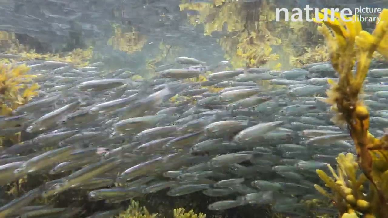 European sprat (Sprattus sprattus) shoaling in shallow water, Scapa Beach, Scotland. September.