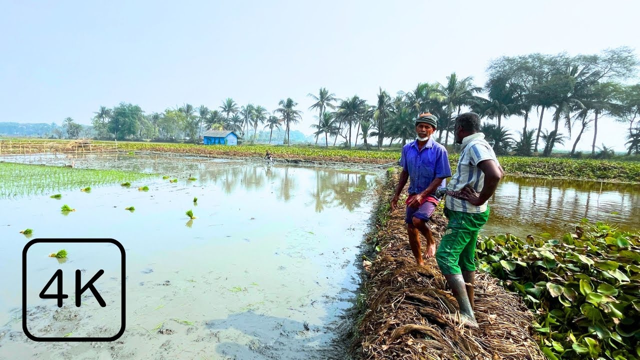 Peaceful Rice Planting in Rural Bangladesh | Rice Planting & Paddy Field Nature 4K