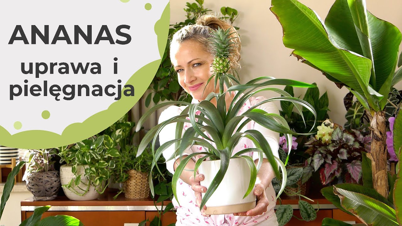 Ananas - roślina ozdobna. Jakie ma wymagania i jak uprawiać i pielęgnować ananasa.