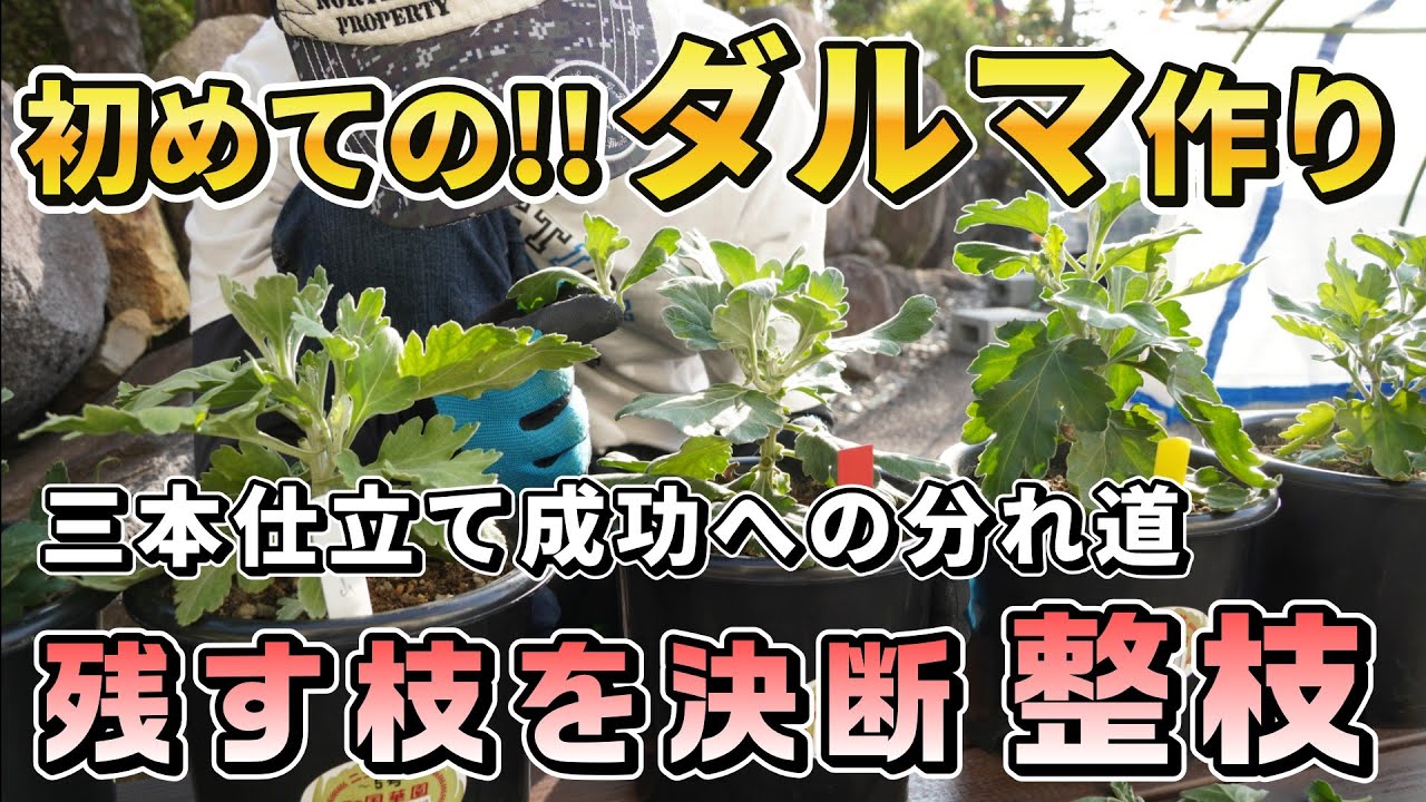 ダルマ作り2025③ 【整枝】摘芯から3週間後…残す枝を決断します