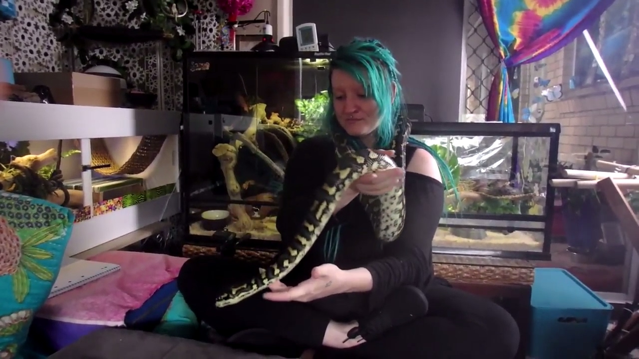 A Visit Day For My Snakes & Elune Darwin Albino Carpet Python