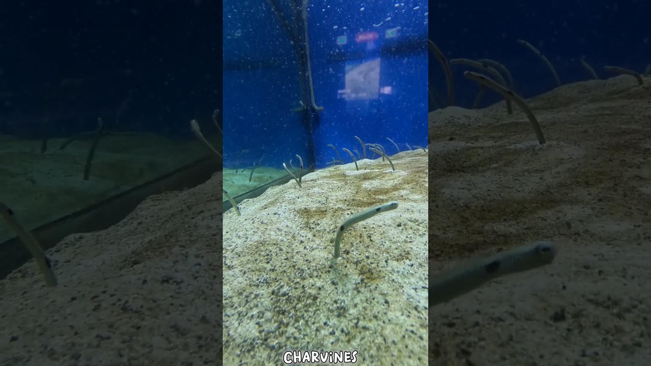 Sea Worms