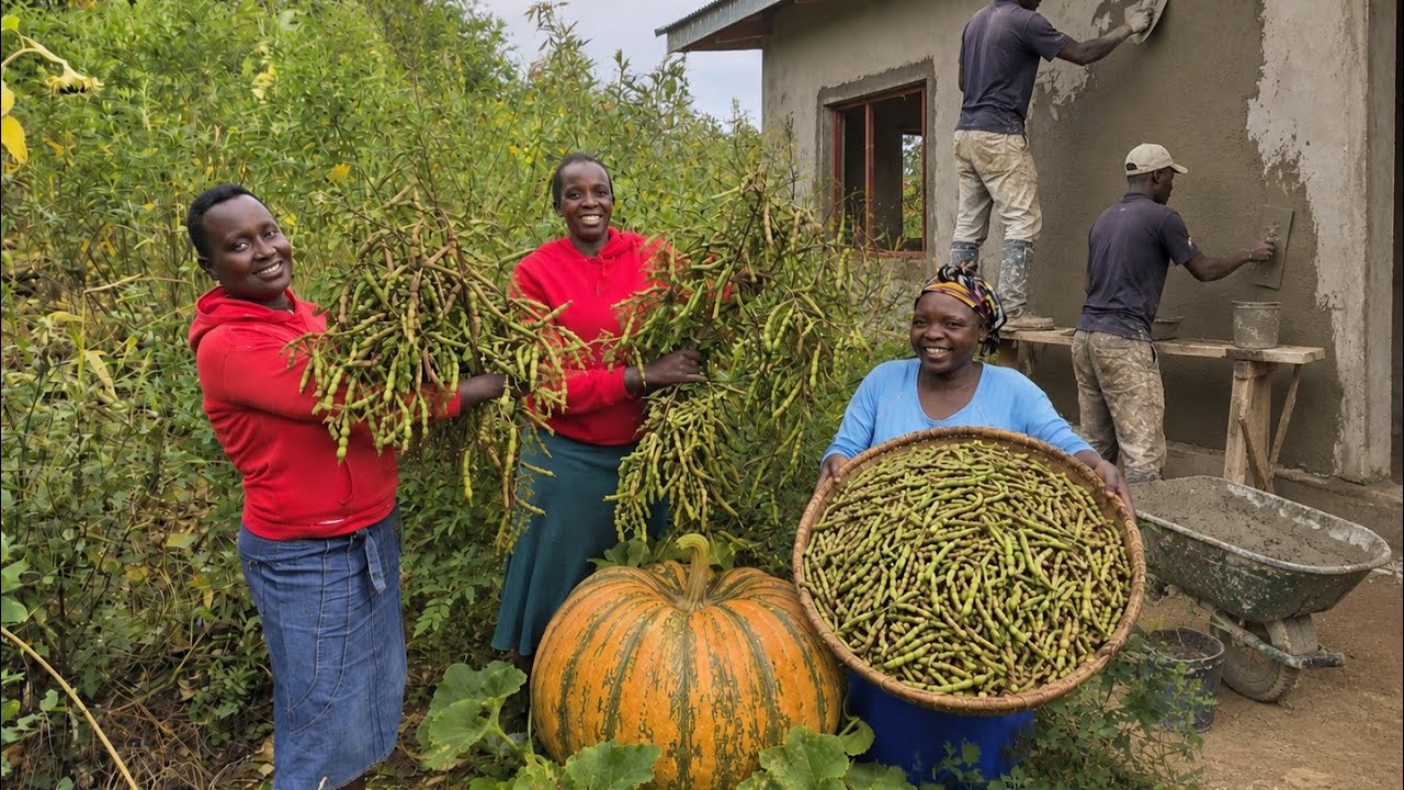 🍀harvesting massive pigeon peas 🫛 and pumpkin cooking🔥mukimo sand grilling, building🏠 continues 