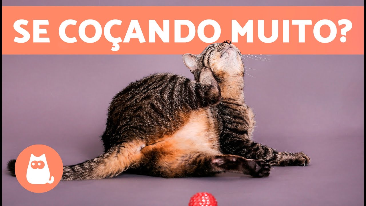 Por que meu GATO se CO&Ccedil;A tanto? 🐱 (7 Causas e Solu&ccedil;&otilde;es)