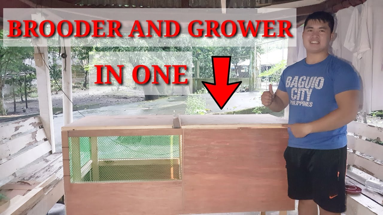 BROODER AND GROWER IN ONE|FREE RANGE CHICKEN FARMING|BUHAY PROBINSYA