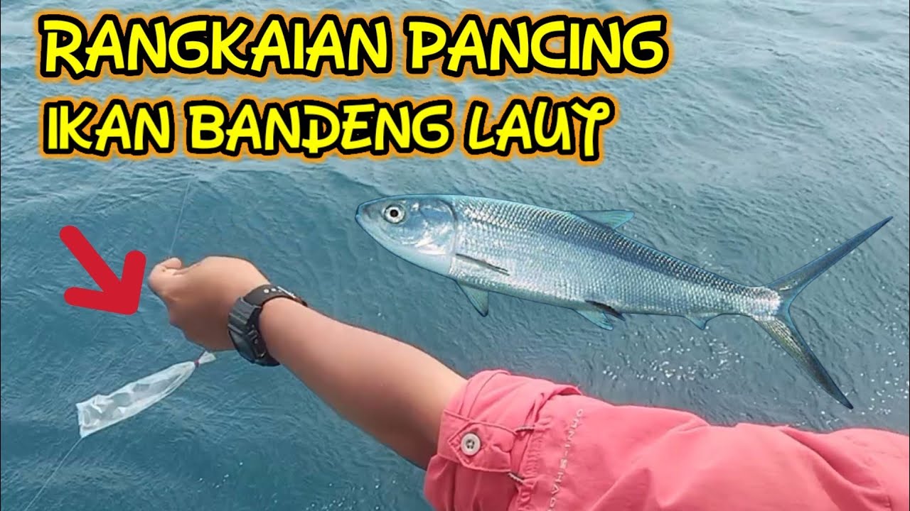 tutorial cara membuat rangkaian pancing ikan bandeng laut @MANCINGFRIENDS