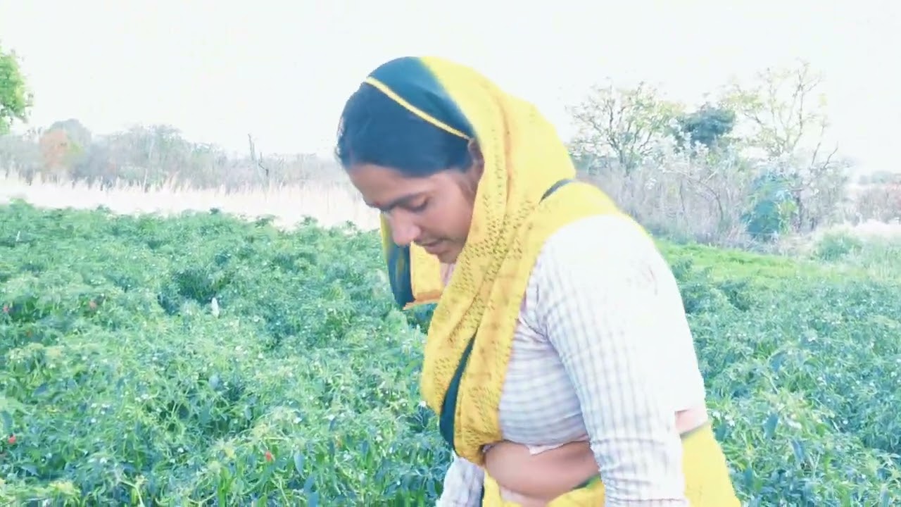 Apne khet par mirchi todne gye the 