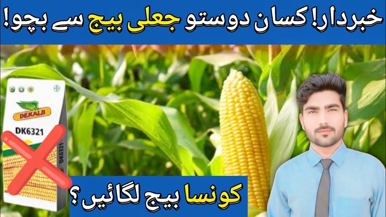 Maize Farmers Beware | Smart Seed Selection Tips for Better Yield