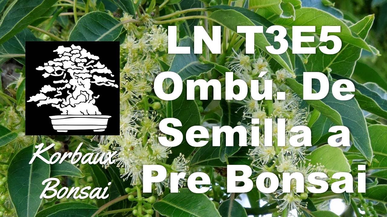 LN T3E5 Ombú. De Semilla a Pre Bonsai (Phytolacca dioica)