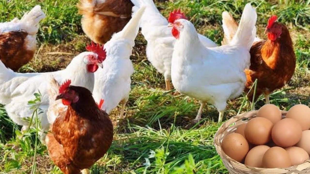 أفضل 5سلالات دجاج انتاجا للبيض السلالة الاخيرة سوف تصدمك🥚🐓🐣