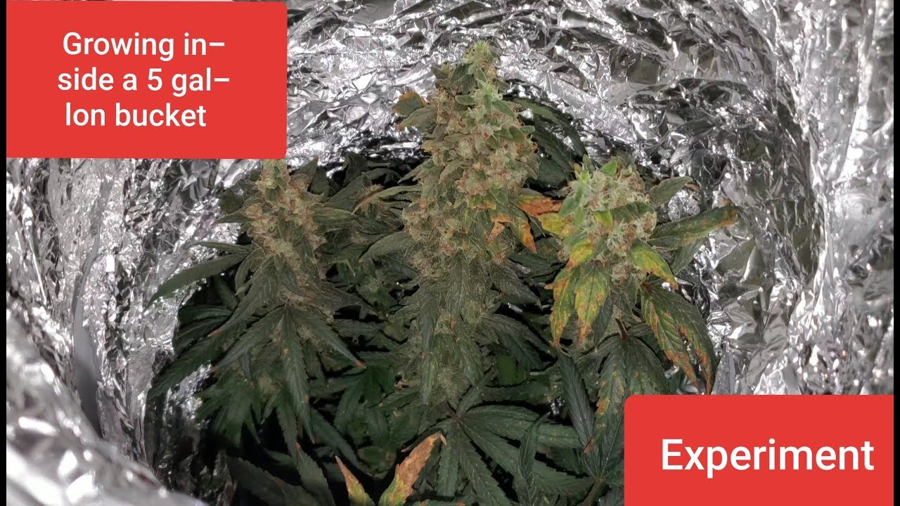 Harvest/final weigh in . Growing weed in a 5 gallon paint bucket experiment