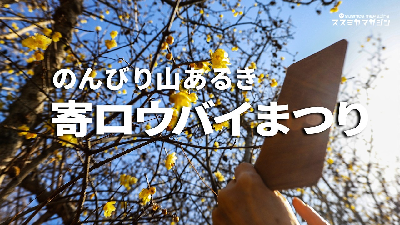 寄ロウバイまつり2026｜鹿肉カレーと里山のんびり歩き（松田町）