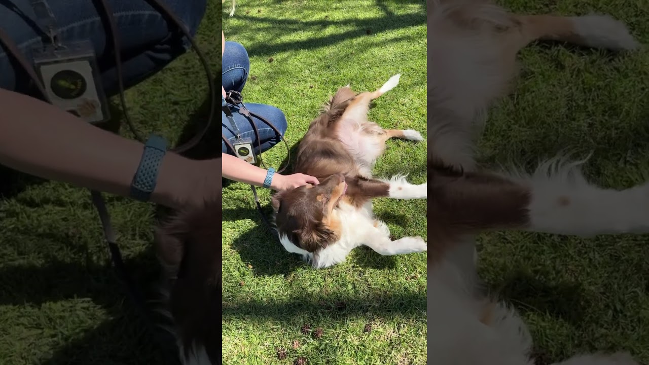 Blind Dog Goes on Walk for the First Time!