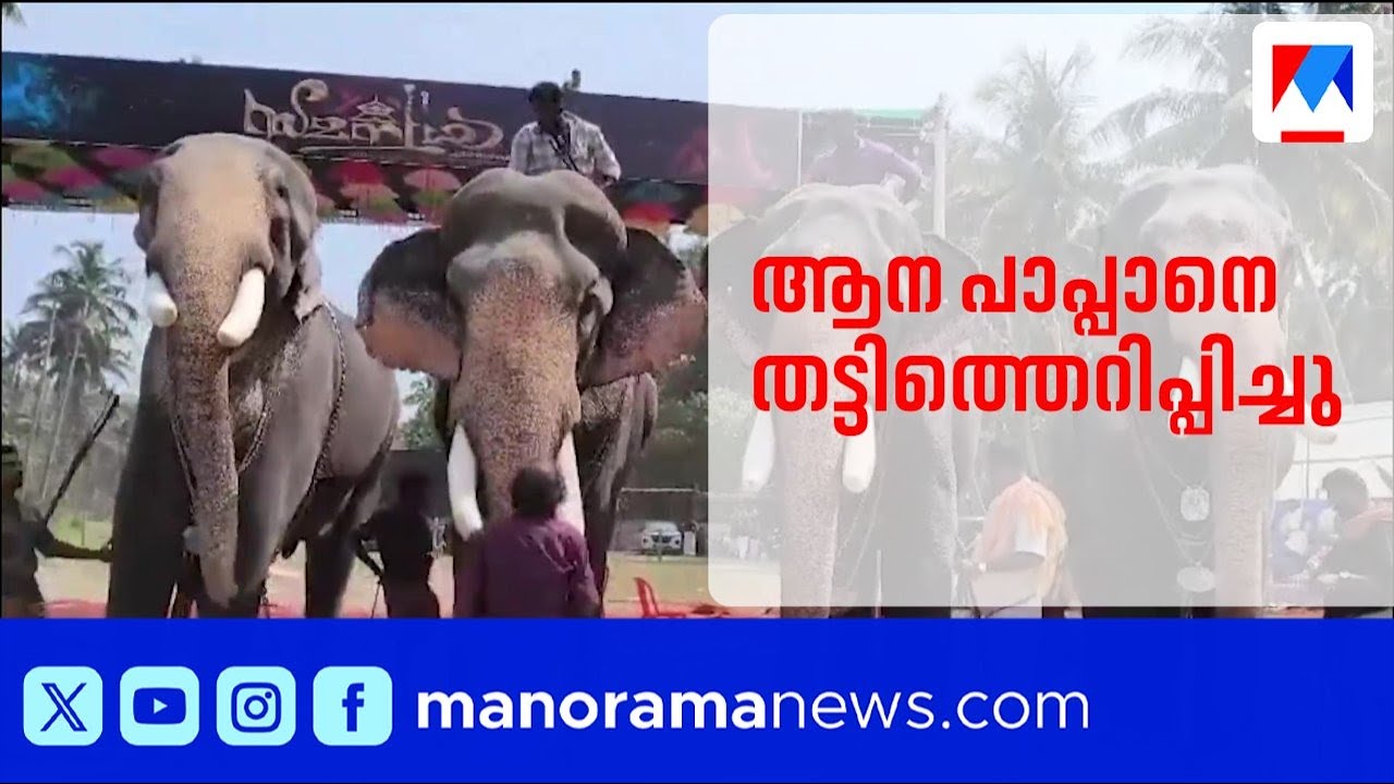 തലപ്പൊക്ക മത്സരത്തിനിടെ ആനയിടഞ്ഞു: പാപ്പാനെ തട്ടിത്തെറിപ്പിച്ചു | Thrissur