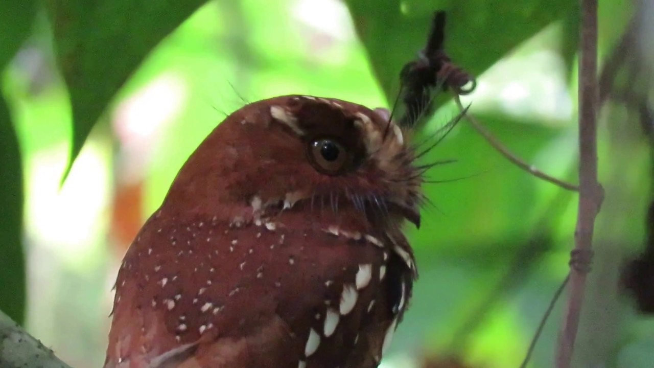 Birds in West Papua 2017