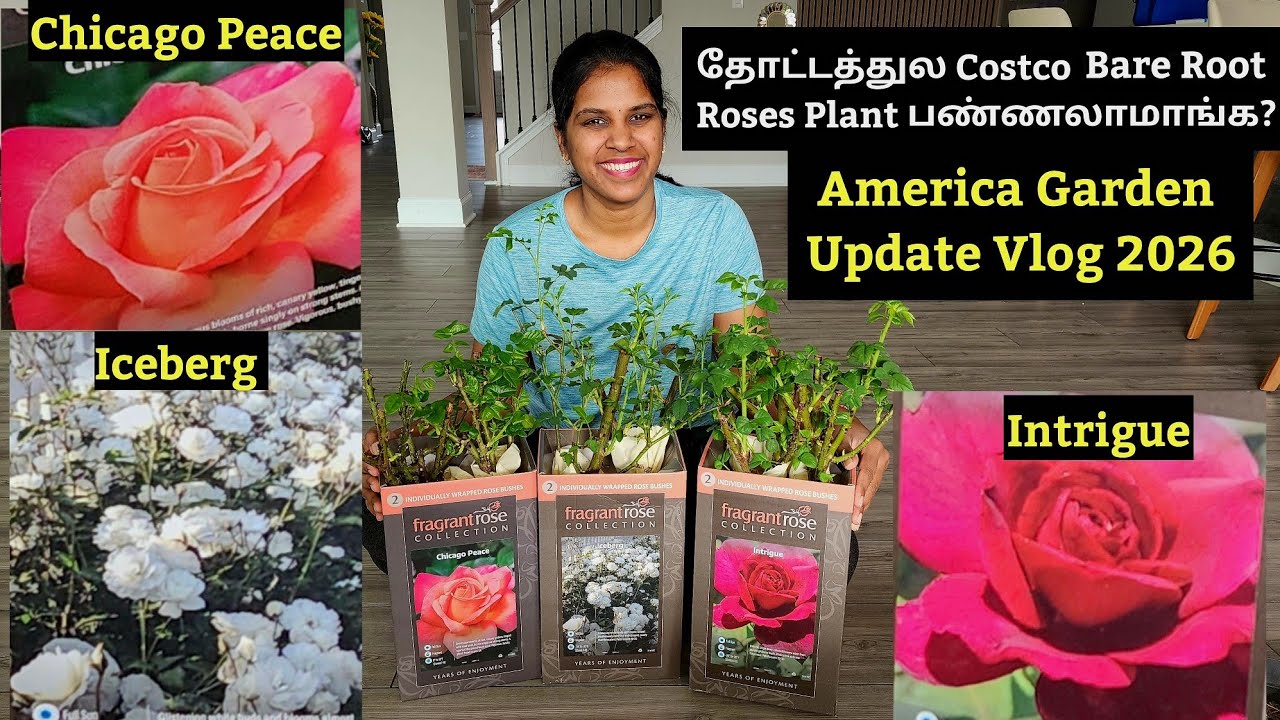 தோட்டத்துல Costco Bare Root Roses Plant பண்ணலாமாங்க? Worth to buy $16.99? #usa #garden #vlog #tamil 