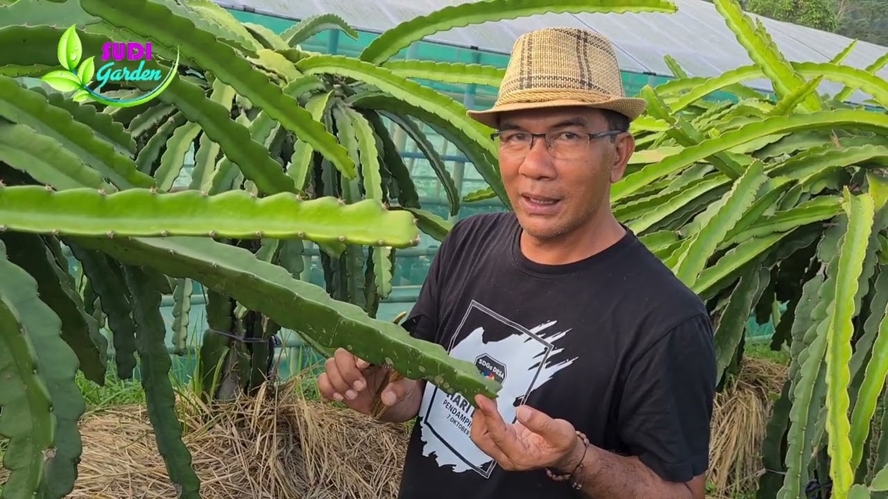 Inilah Perbedaan dan ciri Pohon Buah Naga Merah dan Pohon Buah Naga Putih