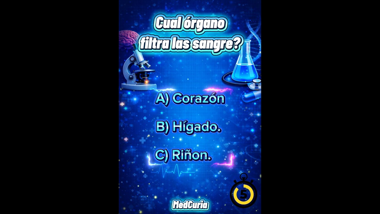 Cual es el órgano que filtra la sangre🩸?