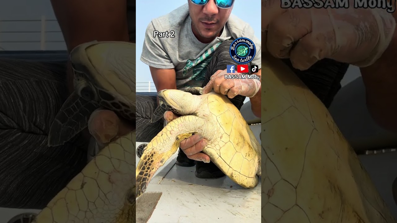 ‏الجزء الثاني 🐢⚓️🥰🥰🐢🐢￼