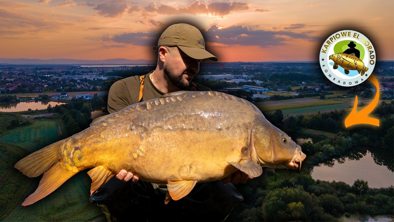 Karpie z zaczepów, Amur z grążeli, Łabędź z żyłką i wiele więcej🎣🤯 Fox Carp fishing