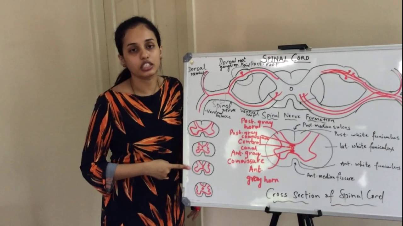 Anatomy of Spinal Cord Part II - by Dr Vijaya