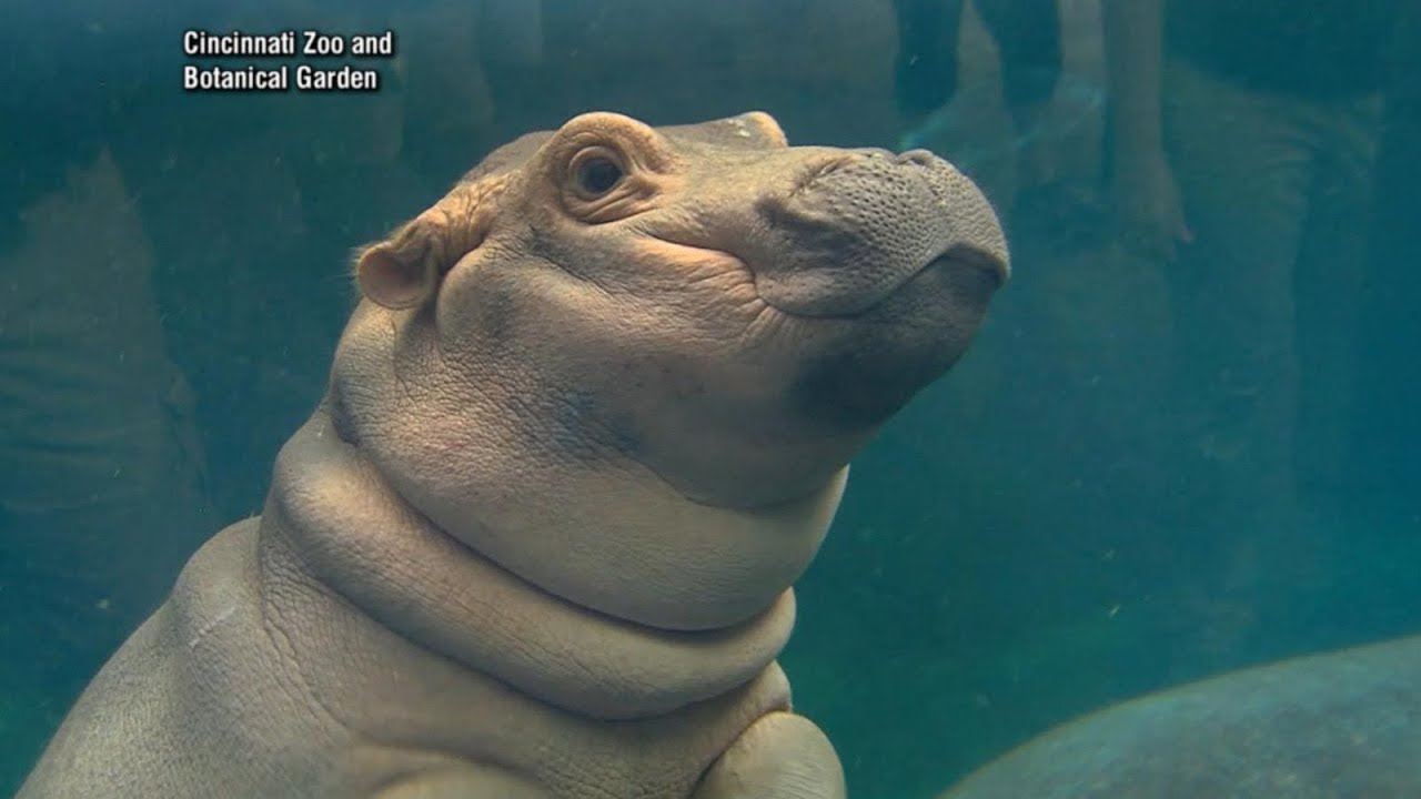 Meet the Cincinnati Zoo's viral social media star Fiona the hippo