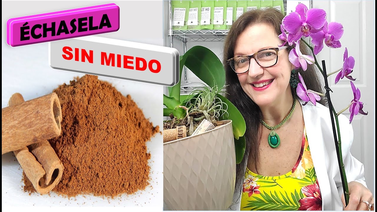 Mi orquidea tiene la vara floral seca y las hojas comidas por insectos cochinilla hecho canela 